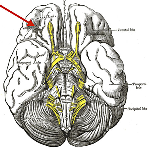Your brain on wordplay - Broca area image