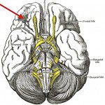 Your brain on wordplay - Broca area image